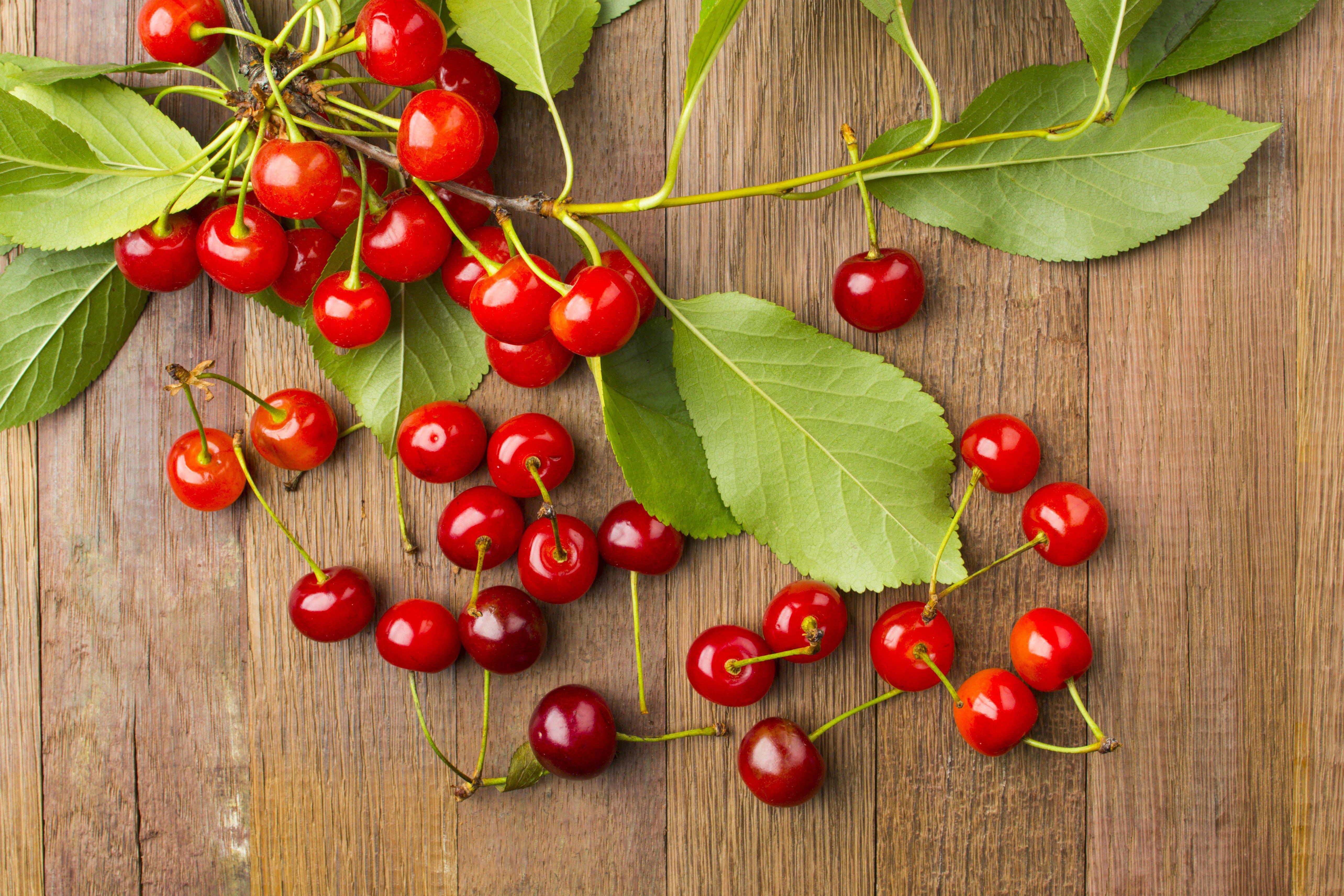 Tart cherry juice for muscle recovery