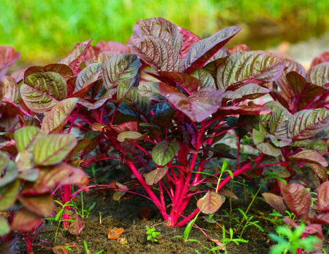 20 Red Spinach Supplement Facts and Benefits - NutriGardens