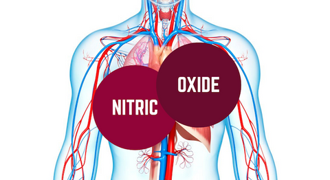 Nitric Oxide In the Body