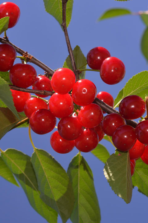 A Quick Guide to Tart Cherries: The Secret Weapon for Runners & Triathletes