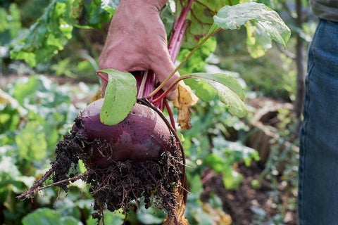 Nitrate Rich Vegetables: Organic vs. Conventionally Grown - NutriGardens