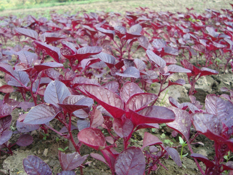 Red Spinach Benefits for Healthy Circulation - NutriGardens