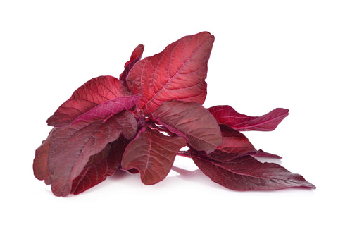 Red Spinach Powder vs Red Spinach Extract vs Beet Juice Powder