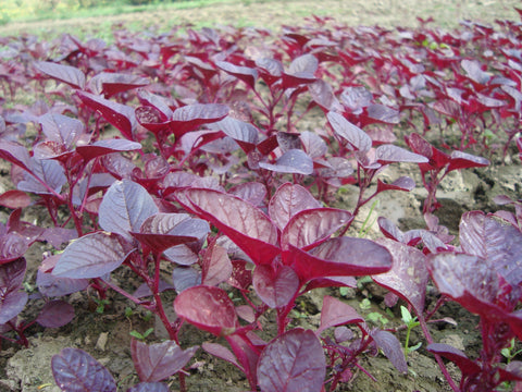 Red Spinach Benefits for Healthy Circulation
