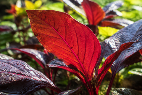 high performance  red spinach