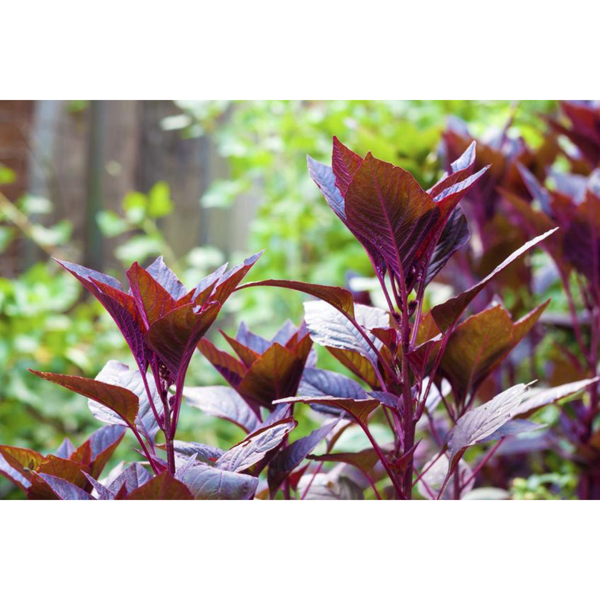 VITA SPINACH® Red Spinach Extract Supplement Nutrigardens